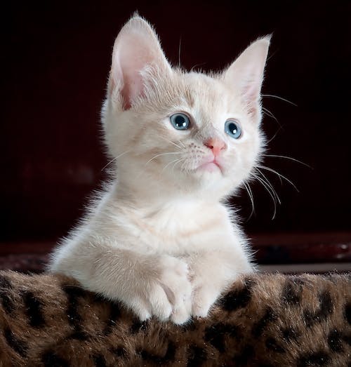 kitty-cat-kitten-pet-45201.jpeg